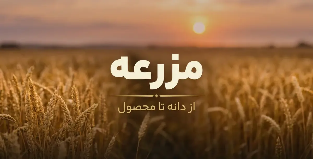 مزرعه