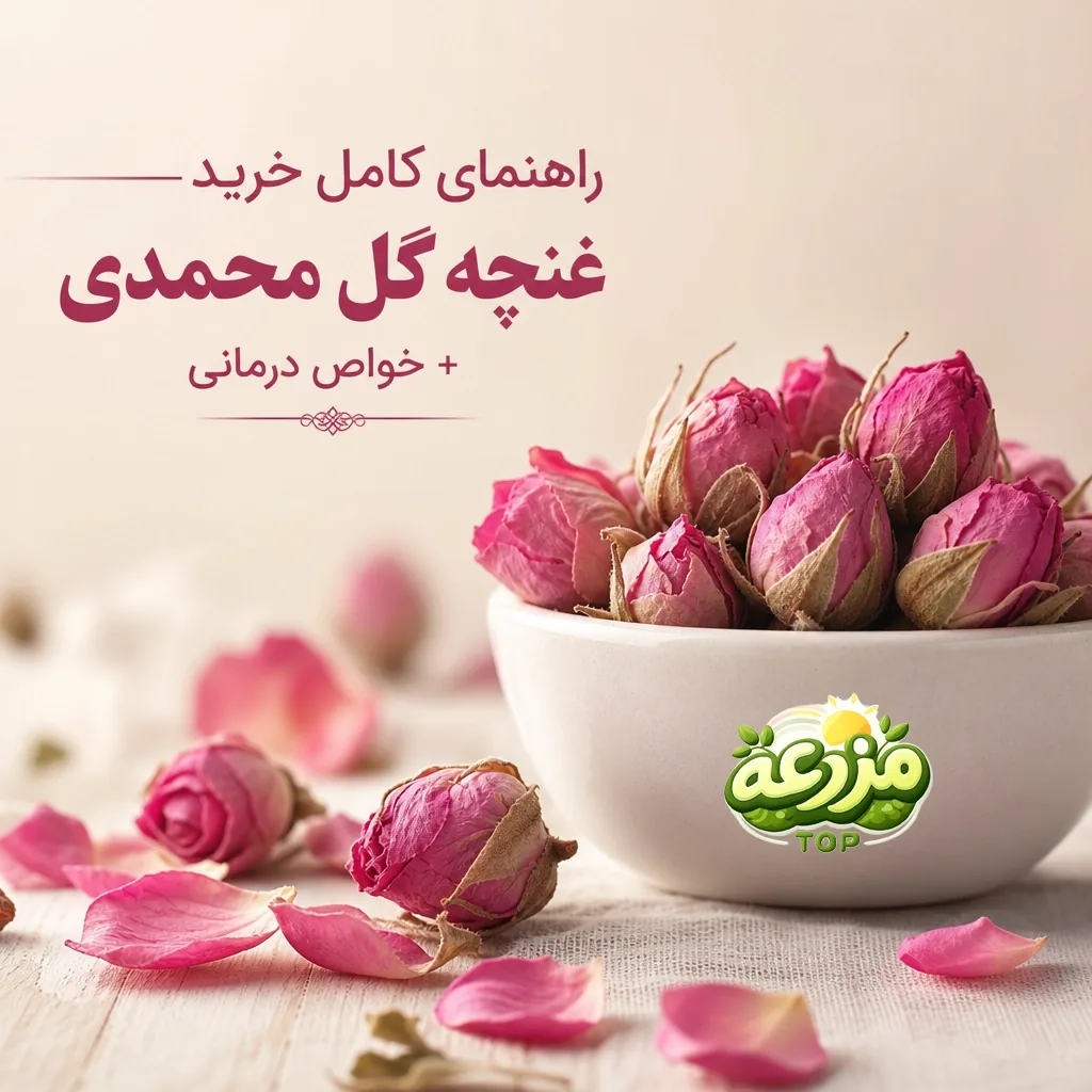 غنچه گل محمدی؛ خواص، روش مصرف و راهنمای خرید