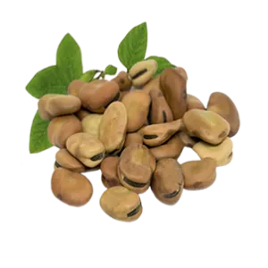 باقلا خشک