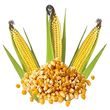 ذرت