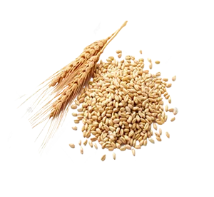 گندم